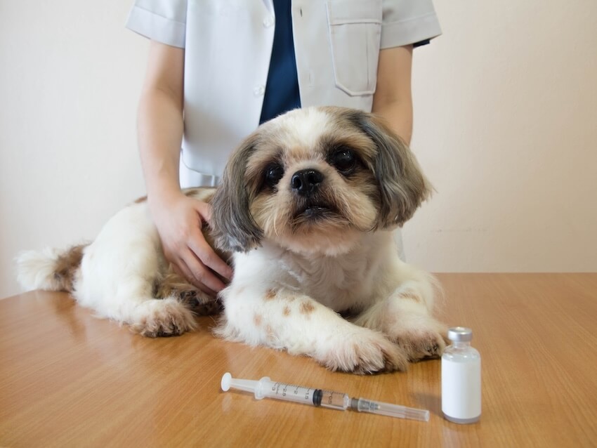 Insulin and Your Pet: Safe, Stress-Free Injections