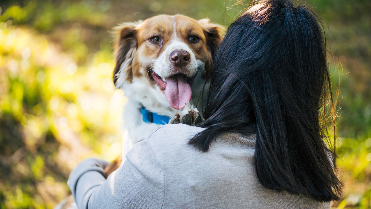 Smiling dog being hugged