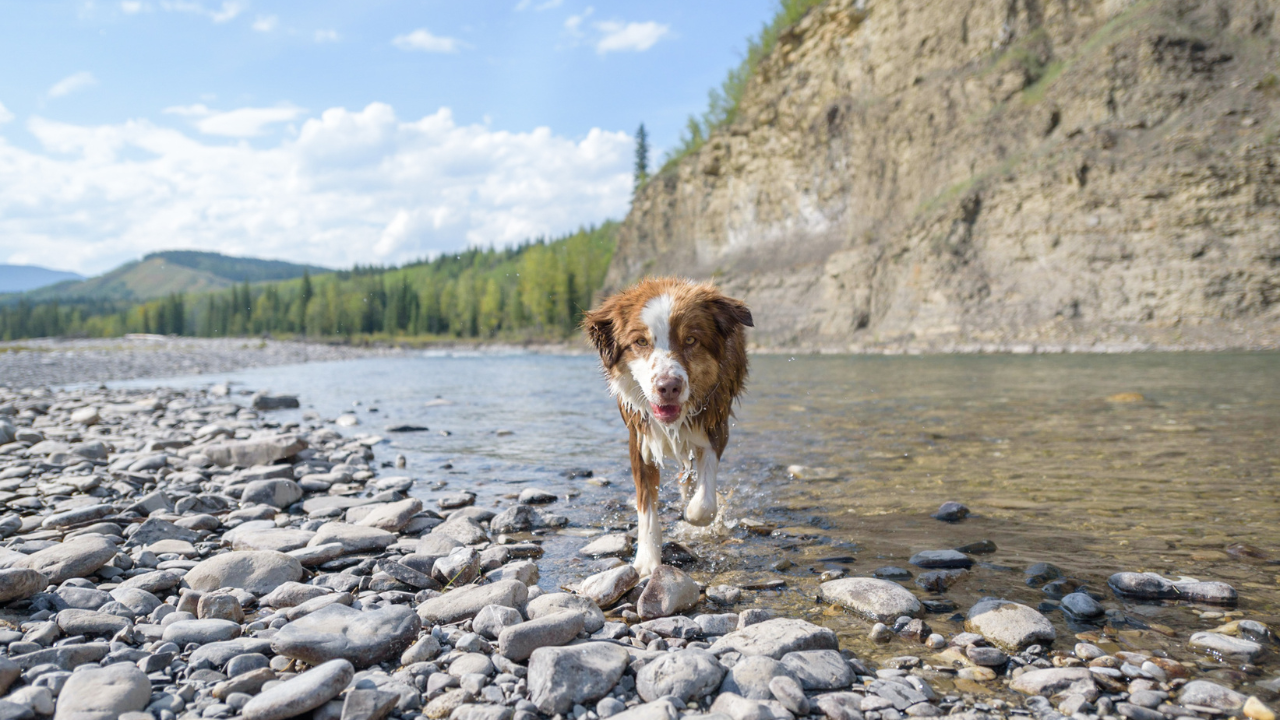 Dog hiking near water