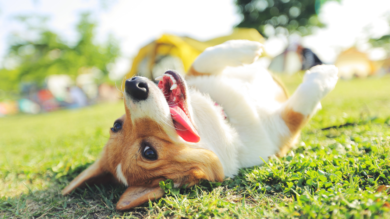 Pet allergy treatment at Carbondale Animal Hospital