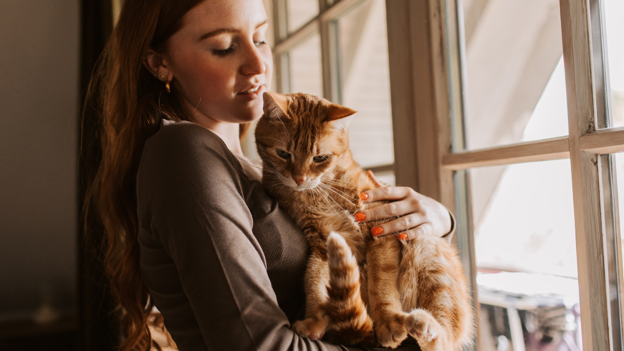 Cat getting love