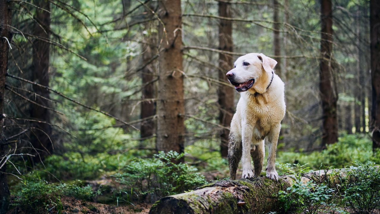 Dog hiking in the forest