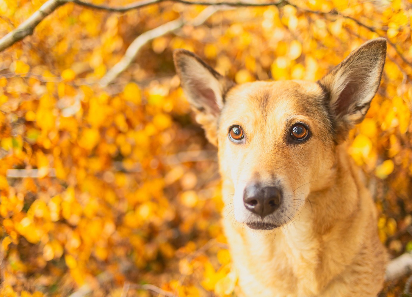 Autumn Dog Cropped