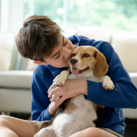 Beagle with little boy