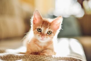 Kitten Care Packages at Carbondale AH