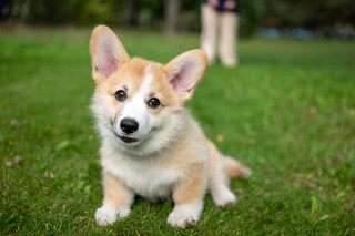 Puppy Care Packages at Carbondale AH