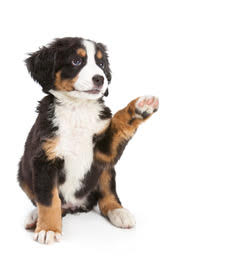 Puppy Care Packages at Carbondale AH