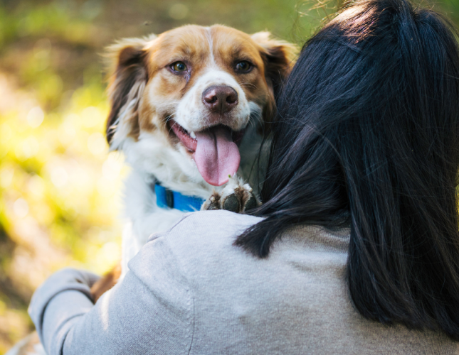 The progressive story of Heartworm Disease