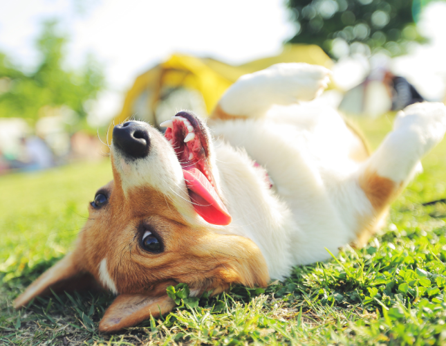 Allergies: Food, Environmental, Seasonal