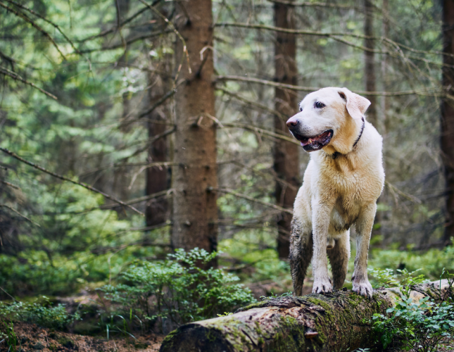 From Hikes to Backyards: Protecting Pets from Ticks
