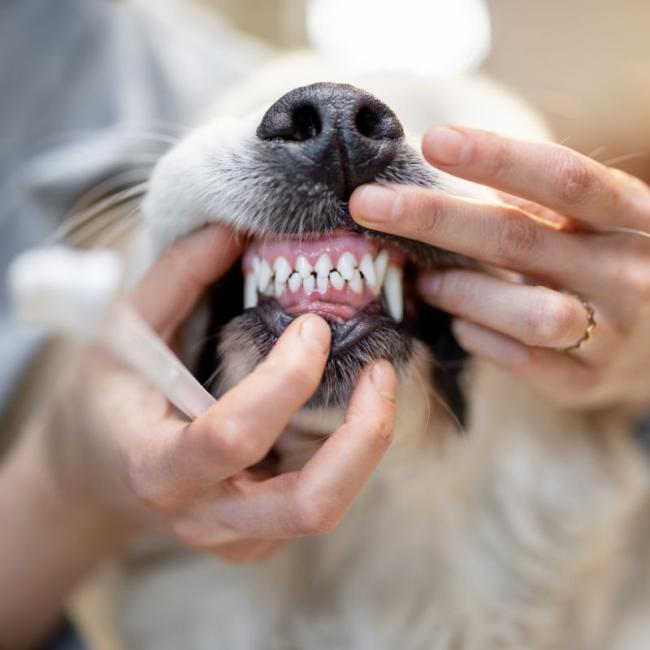 Dentistry for Dogs and Cats at Carbondale Animal Hospital