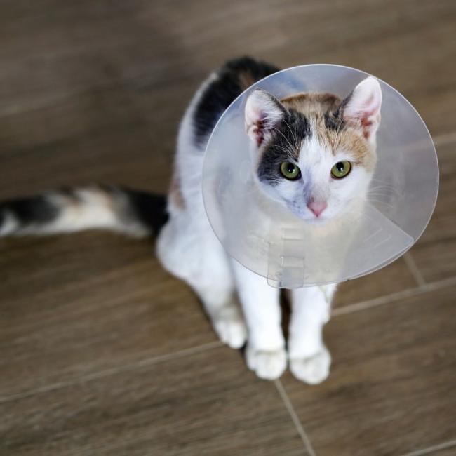 Pet Surgery at Carbondale Animal Hospital