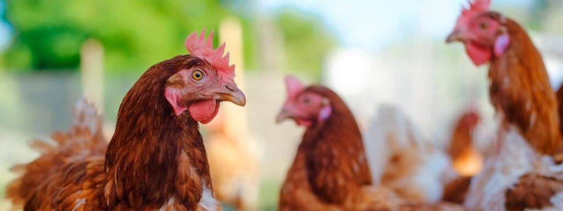 Chickens can spread the H5N1 avian flu