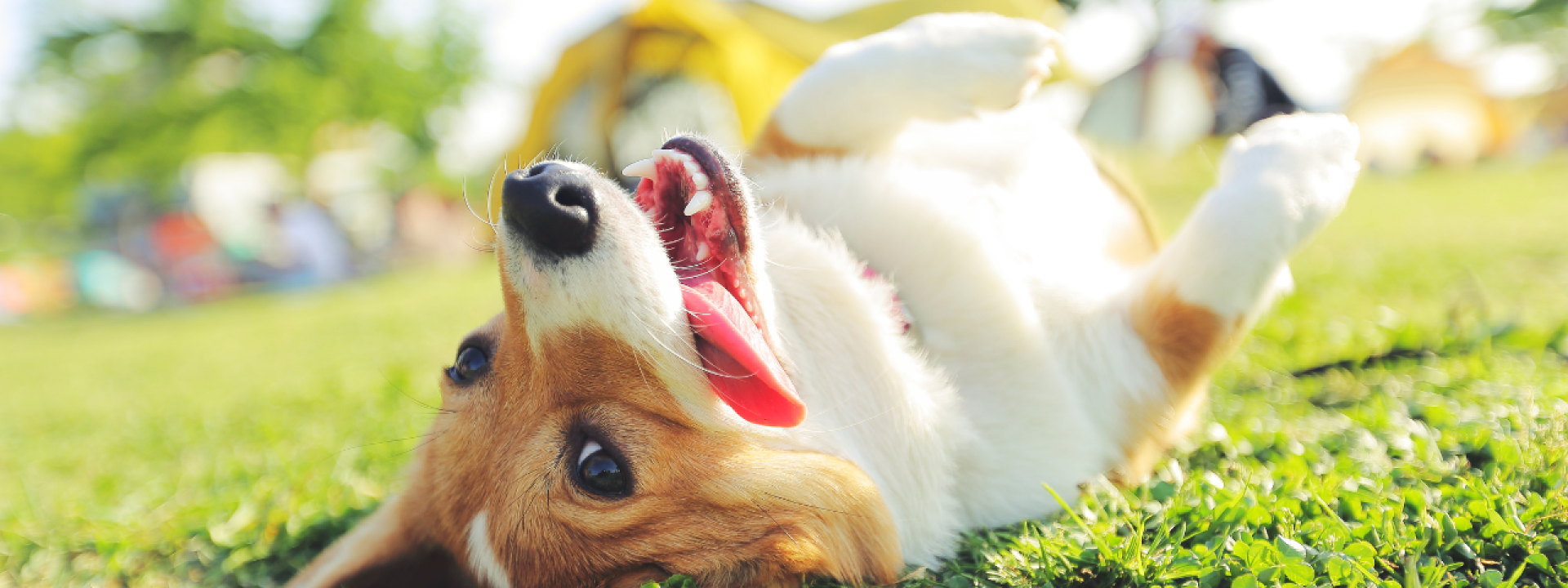 Pet allergy treatment at Carbondale Animal Hospital